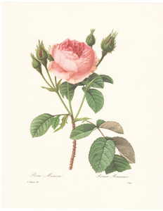 Vintage Pierre-Joseph Redoute roses and flowers